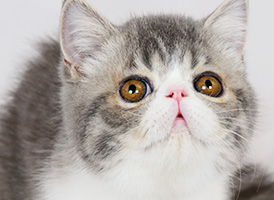 人気の猫種・猫の種類から子猫を探す 10位：エキゾチックショートヘア